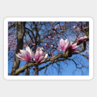 Pink Magnolia Tree Sticker